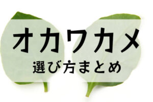 オカワカメの選び方イメージ